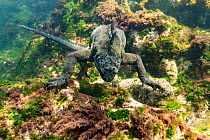 Marine iguana (Amblyrhynchus cristatus) feeding in deep water to find algae, off the coast of Fernandina island on Galapagos. April 2016. Much of the algae on coast and at shallower depths have been k...