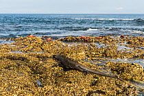 Marine Iguana (Amblyrhynchus cristatus) walking over bare coastal rocks, Santiago Island, Galapagos. April 2016. These rocks are normally filled with green algae, but the warm El Nino waters have kill...