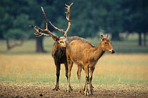 Pere David's deer (Elaphurus davidianus) stag sniffing female, Captive in Woburn Abbey,  Bedfordshire, UK. Occurs in China.