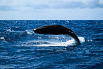Sperm whale (Physeter macrocephalus) calf breaching. Ogasawara Archipelago or Bonin Islands, Japan, October.