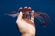 Whiplash squid (Chiroteuthidae) dropped by a sperm whale held in human hand, Sri Lanka. Indian Ocean.