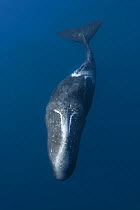 Sperm whale (Physeter macrocephalus) male with long parallel scars from fights with other males,Ogasawara or Bonin Islands, Japan.