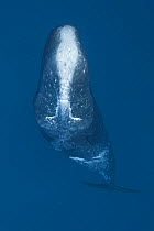 Sperm whale (Physeter macrocephalus) male with lots of long parallel scars on its forehead from fights with other males, Ogasawara or Bonin Islands, Japan.