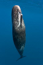 Sperm whale (Physeter macrocephalus) female at the ocean surface with her mouth open. This whale has just surfaced from foraging in deep water.  Ogasawara or  Bonin Islands, Japan.