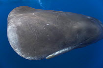 Sperm whale 'Scar' (Physeter macrocephalus) male reaching maturity; close up, Dominica, Caribbean.
