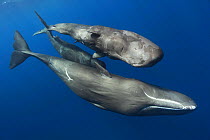 Group of three Sperm whales (Physeter macrocephalus) with male at the top with protruding penis visible. Caribbean.