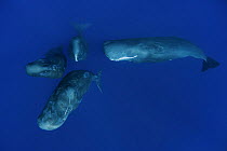 Four Sperm whales (Physeter macrocephalus) socialising in water, Caribbean. non-ex