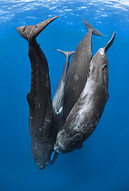 Four Sperm whales (Physeter macrocephalus) rubbing their heads together while socializing, hanging down. Caribbean.