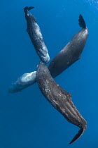 Four Sperm whales (Physeter macrocephalus) rubbing their heads together while socializing, forming an X shape pattern. Caribbean.