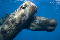 Sperm whales (Physeter macrocephalus) juveniles playing together, Caribbean.