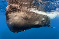 'Scar' a male Sperm whale (Physeter macrocephalus) at surface, Caribbean. Winner of the Gerald Durrell Award for Endangered Wildlife Category, in the Wildlife Photographer of the Year Competition (WPO...