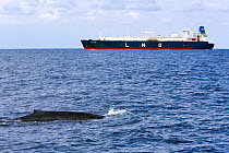 Blue whale (Balaenoptera musculus brevicauda) swimming  in commercial shipping lane off Sri Lanka; these ships  are a danger to the whales. Indian Ocean.
