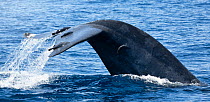 Fluke of a diving Pygmy blue whale (Balaenoptera musculus brevicauda) with several remoras attached, Sri Lanka, Indian Ocean.
