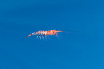 Krill specimen that was spat out by a Blue whale which had just come up from deeper water, Sri Lanka, Indian Ocean.