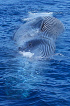 Dead Blue whale (Balaenoptera musculus) most likely killed by a ship strike. There is a large wound in the animal's caudal area, suggesting a direct bow strike by a large vessel. Sri Lanka, Indian Oce...