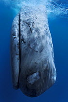 Dead Blue whale (Balaenoptera musculus), floating in the Indian Ocean south of Sri Lanka. The cause of death was most likely a ship strike, with a large vessel colliding with the caudal region of the...
