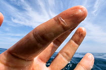 Small krill on human finger, southern coast of Sri Lanka, Indian Ocean.