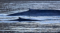 Blue whale calf (Balaenoptera musculus) swimming beside its mother, Sea of Cortez, Mexico.