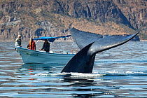 Blue whale (Balaenoptera musculus) diving next to a whale watching boat in the Sea of Cortez, Baja Peninsula, Mexico