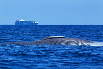 Dead Blue whale (Balaenoptera musclus) probably killed by a ship strike from a large commercial ship, much like the one visible in the background. Sri Lanka, India.