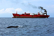 Blue whale (Balaenoptera musculus brevicauda) at surface with ship travelling in the shipping lane along the coast of Sri Lanka, Indian Ocean.