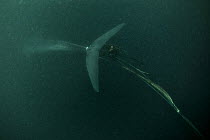 Pygmy blue whale (Balaenoptera musculus brevicauda) entangled in  fishing net. Sri Lanka, Indian Ocean.