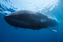 Dead  Blue whale (Balaenoptera musculus) killed by ship strike, Sri Lanka, Indian Ocean.