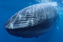 Dead Blue whale (Balaenoptera musculus) killed by ship strike, Sri Lanka, Indian Ocean.