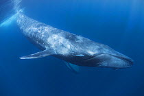 Pygmy blue whale (Balaenoptera musculus brevicauda) swimming in blue water, Sri Lanka, Indian Ocean.