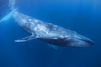 Pygmy blue whale (Balaenoptera musculus brevicauda) swimming in blue water, Sri Lanka, Indian Ocean.