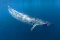 Bryde's whale (Balaenoptera edeni) in blue water, Trincomalee, Sri Lanka, Indian Ocean.