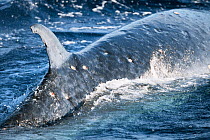 Brydes whale (Balaenoptera brydei) surfacing with multiple wounds from Cookiecutter shark bites (Isistius brasiliensis). Ogasawara, Bonin Islands, Japan. October.