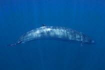 Bryde's whale (Balaenoptera brydei) feeding, Sri Lanka, Indian Ocean.