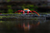 Sally lightfoot crab (Grapsus grapsus) feeding on green algae on coastal rocks, Fernandina Island, Galapagos.
