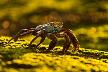 Sally lightfoot crab (Grapsus grapsus) feeding on green algae on coastal rocks, Fernandina Island, Galapagos.