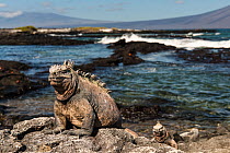 Large healthy Marine iguana (Amblyrhynchus cristatus) on Santiago Island, Galapagos.