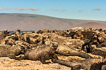 Large group of Marine Iguana (Amblyrhynchus cristatus) gathering on the coastal rocks, Fernandina Island, Galapagos.