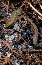 Common Lizard (Zootoca vivipara), giving birth to young in thin egg membranes, Derbyshire, England, UK. This species can both lay eggs and also give birth to live young in a thin egg membrane.