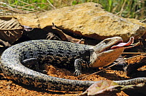 Indonesian blue-tongued skink (Tiliqua gigas) with tongue extended, captive, from Papua New Guinea.