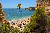 Century plant (Agave americana) flowering above Praia da Marinha beach, near Carvoeiro, Algarve, Portugal, July 2013.