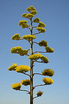 Century plant (Agave americana) flowering spike, Algarve, Portugal, July 2013.