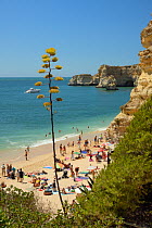 Century plant (Agave americana) flowering above Praia da Marinha beach, near Carvoeiro, Algarve, Portugal, July 2013.