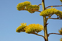 Century plant (Agave americana) flowers, Algarve, Portugal, July 2013.