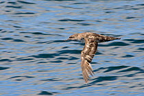 Balearic shearwater (Puffinus mauretanicus), a critically endangered species, in flight low over sea off Lagos, Algarve, Portugal, July 2013.