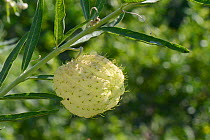 Balloonplant / Bishop's balls (Ghompocarpus physocarpus) an African plant with inflated seed capsules, in a garden, Leros, Greece, August 2013.