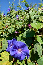 Blue morning glory (Ipomoea indica) flowers, an Asian species invasive in Portugal, Monchique mountains, Algarve, Portugal, August 2013.