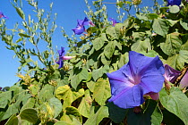 Blue morning glory (Ipomoea indica) flowers, an Asian species invasive in Portugal, Monchique mountains, Algarve, Portugal, August 2013.