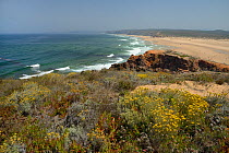 Landscape of Praia do Bordeira beach with Curry plant (Helichrysum italicum picardii) clumps flowering in the foreground, Southeastern Alentejo and Costa Vicentina National Park, Algarve, Portugal, Au...