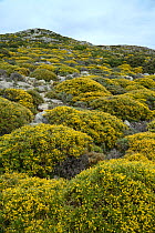 Montane phrygana / garrigue scrubland dominated by clumps of low growing Broom (Genista acanthoclada) in full flower, Ziros, Lasithi, Crete, Greece, May 2013.