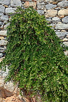 Caper bush (Capparis spinosa) growing from the wall of  medieval Panteli castle, Platanos, Leros, Dodecanese Islands, Greece, August 2013.